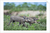 Warthog piglets, Botswana by Anonymous
