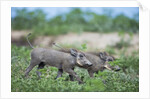 Warthog piglets, Botswana by Anonymous