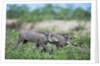 Warthog piglets, Botswana by Anonymous