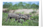 Warthog piglets, Botswana by Anonymous