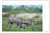 Warthog piglets, Botswana by Anonymous