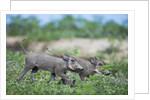 Warthog piglets, Botswana by Anonymous