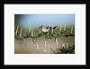 Bird in thorns, Kenya by Anonymous