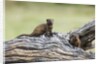 Dwarf Mongoose on log, Botswana by Anonymous