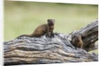 Dwarf Mongoose on log, Botswana by Anonymous