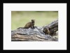 Dwarf Mongoose on log, Botswana by Anonymous