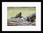 Dwarf Mongoose on log, Botswana by Anonymous