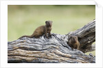 Dwarf Mongoose on log, Botswana by Anonymous