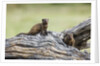 Dwarf Mongoose on log, Botswana by Anonymous