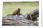 Dwarf Mongoose on log, Botswana by Anonymous