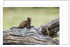 Dwarf Mongoose on log, Botswana by Anonymous