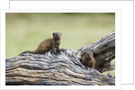 Dwarf Mongoose on log, Botswana by Anonymous