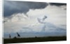 Giraffe and storm clouds, Botswana by Anonymous