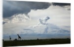 Giraffe and storm clouds, Botswana by Anonymous
