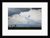Giraffe and storm clouds, Botswana by Anonymous
