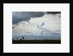 Giraffe and storm clouds, Botswana by Anonymous