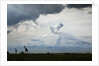 Giraffe and storm clouds, Botswana by Anonymous