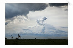Giraffe and storm clouds, Botswana by Anonymous