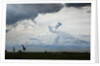Giraffe and storm clouds, Botswana by Anonymous
