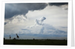 Giraffe and storm clouds, Botswana by Anonymous