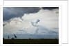 Giraffe and storm clouds, Botswana by Anonymous