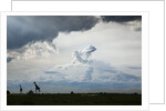 Giraffe and storm clouds, Botswana by Anonymous