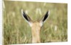 Springbok calf ears by Anonymous