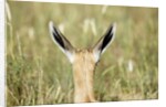 Springbok calf ears by Anonymous