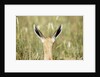Springbok calf ears by Anonymous