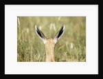 Springbok calf ears by Anonymous