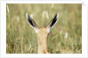 Springbok calf ears by Anonymous