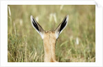 Springbok calf ears by Anonymous