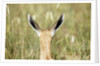 Springbok calf ears by Anonymous