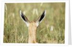 Springbok calf ears by Anonymous