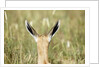 Springbok calf ears by Anonymous
