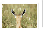 Springbok calf ears by Anonymous