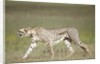 Cheetah with radio collar by Anonymous