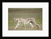 Cheetah with radio collar by Anonymous