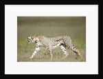 Cheetah with radio collar by Anonymous