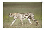 Cheetah with radio collar by Anonymous