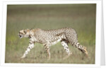 Cheetah with radio collar by Anonymous