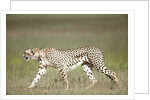 Cheetah with radio collar by Anonymous