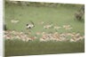 Springbok Herd by Anonymous