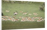 Springbok Herd by Anonymous