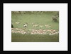 Springbok Herd by Anonymous