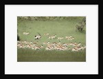 Springbok Herd by Anonymous