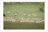 Springbok Herd by Anonymous