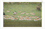 Springbok Herd by Anonymous