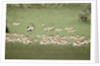 Springbok Herd by Anonymous