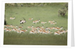 Springbok Herd by Anonymous